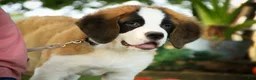 Saint Bernard dogs for sale: William Saint Bernard  - Ad 1