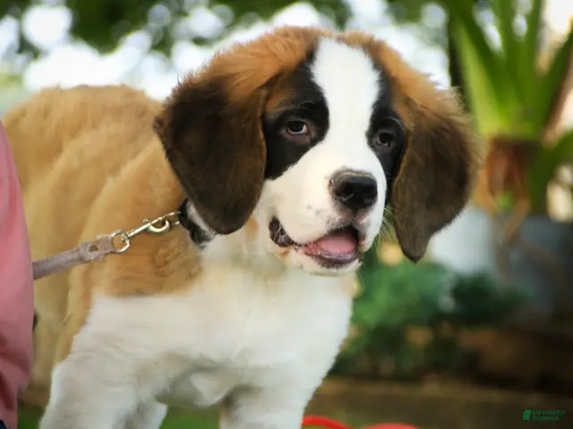 Saint Bernard dogs for sale: William Saint Bernard - Ad 1