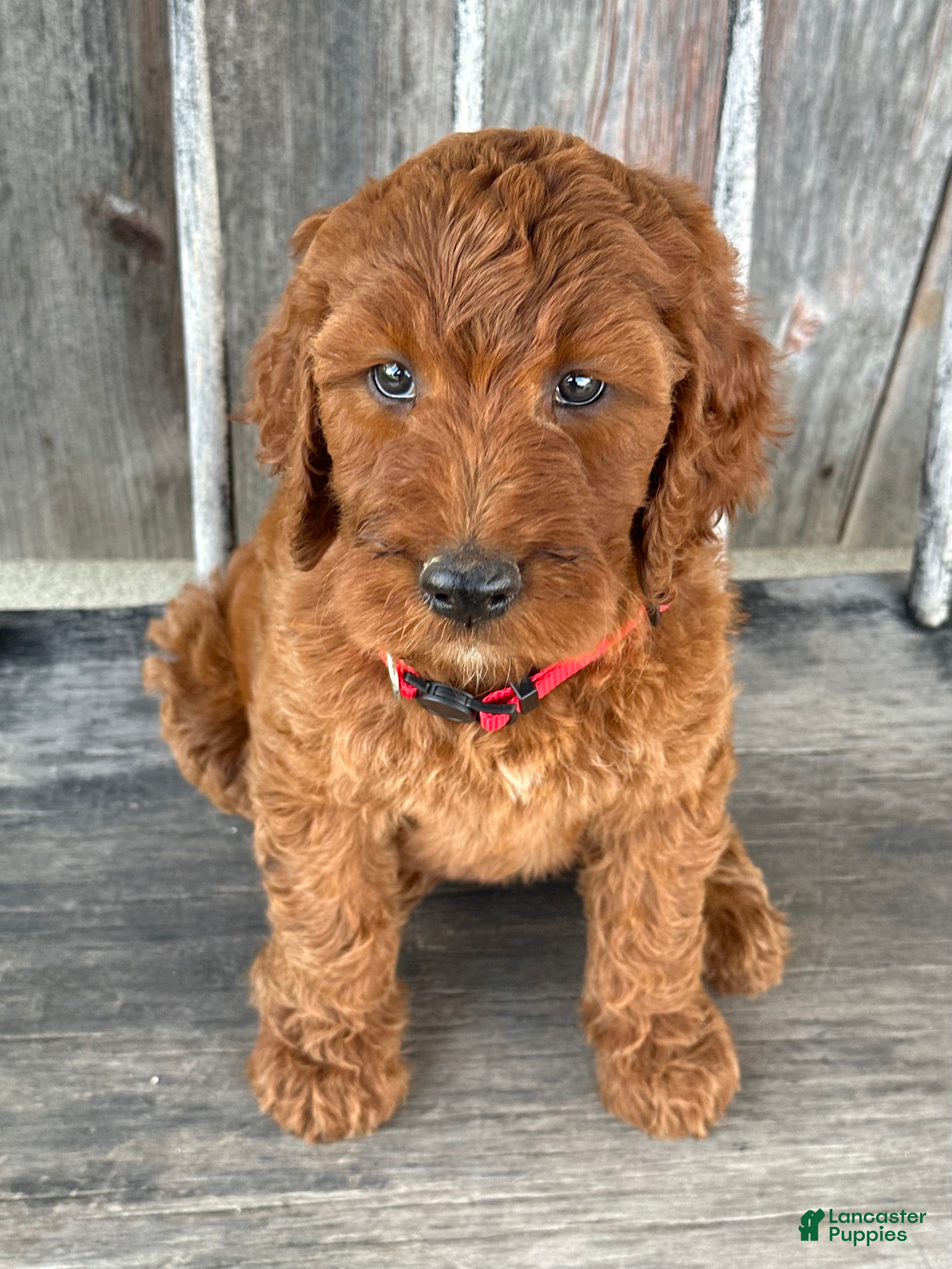 Irish Doodle dogs Brooklyn - Ad 2