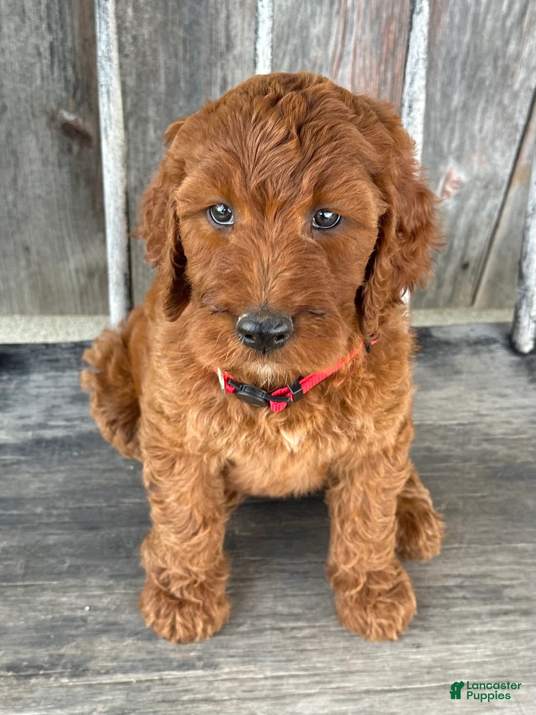 Irish Doodle dogs for sale: Brooklyn - Ad 2