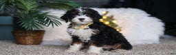 Mini Bernedoodle dogs for sale: Alvin - Ad 3