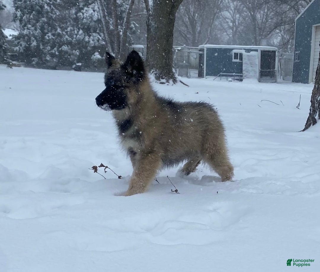 Gerberian Shepsky dogs for sale: Gerberian Shepsky Puppy 1 - Ad 1
