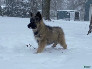 Gerberian Shepsky dogs Gerberian Shepsky Puppy 1 - Ad 9