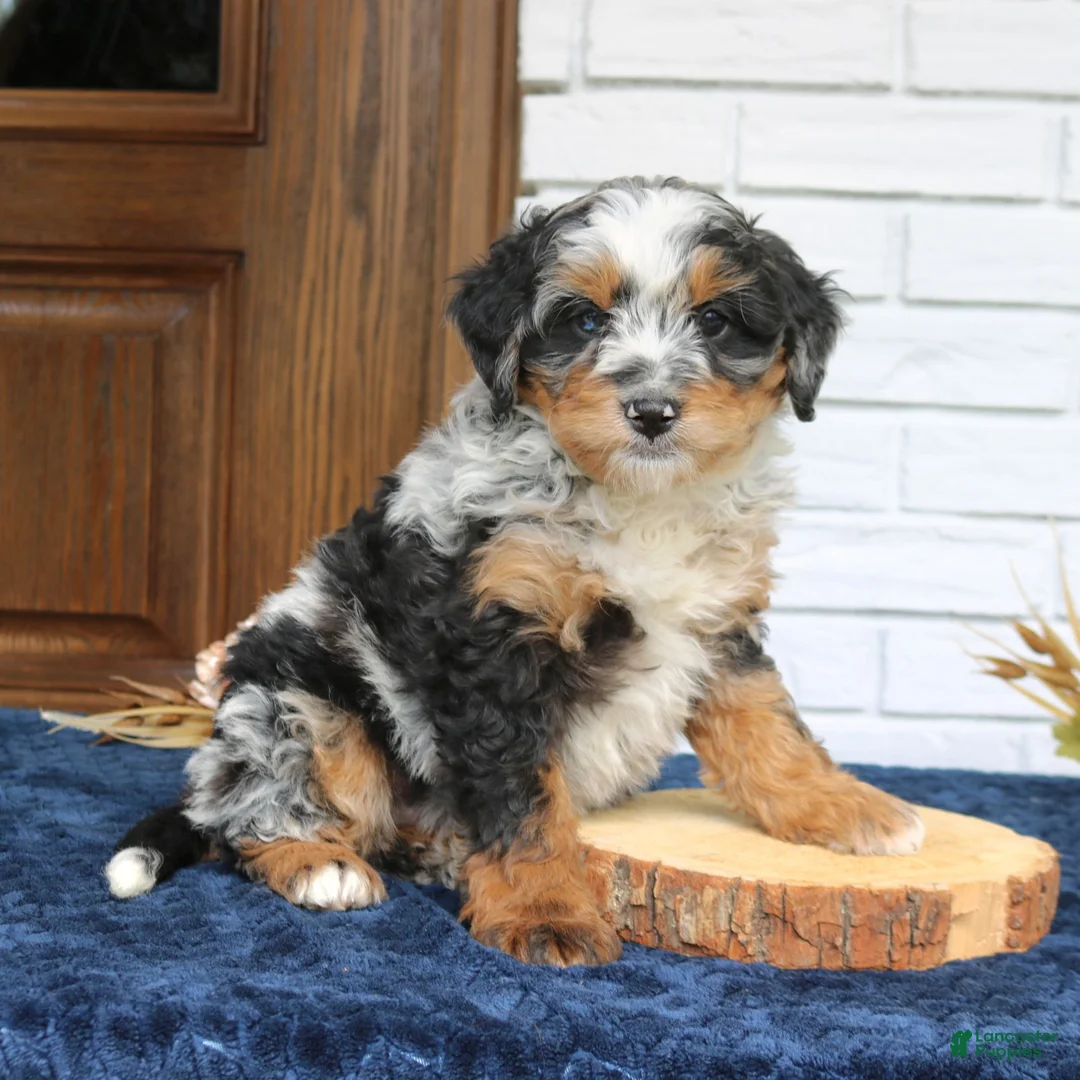 Mini Bernedoodle dogs for sale: Kobe  - Ad 2