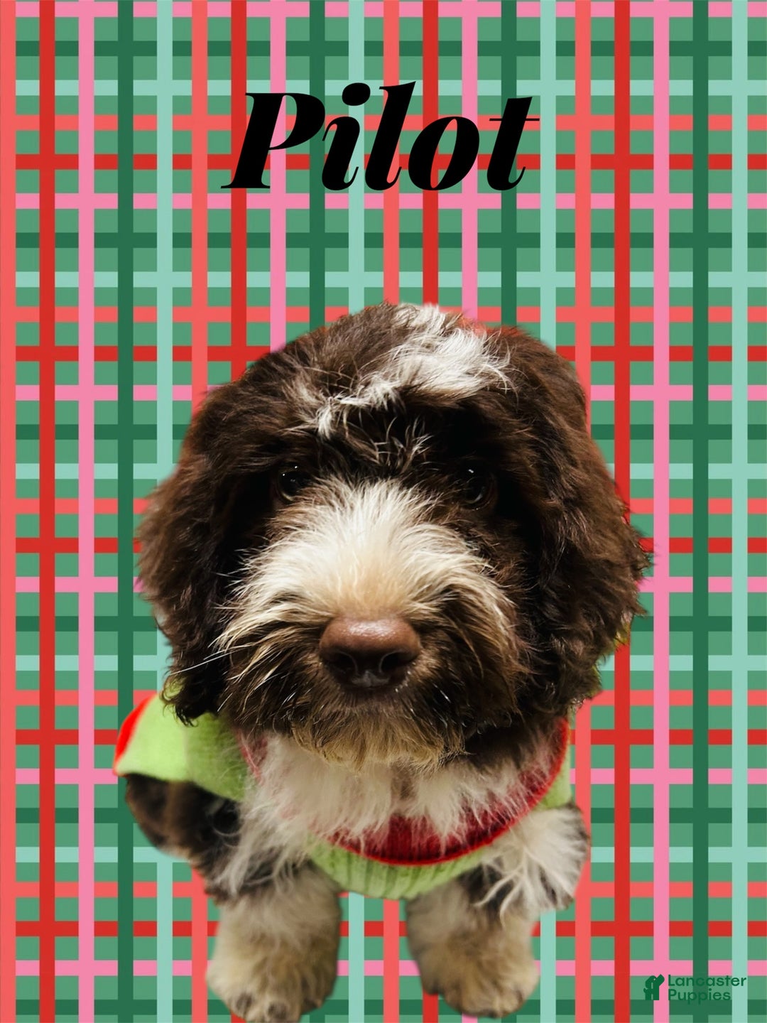 Havapoo dogs for sale: Pilot - Ad 9