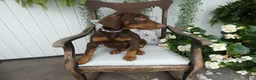Doberman Pinscher dogs for sale: Doberman Pinscher 1 Sabrina - Ad 8