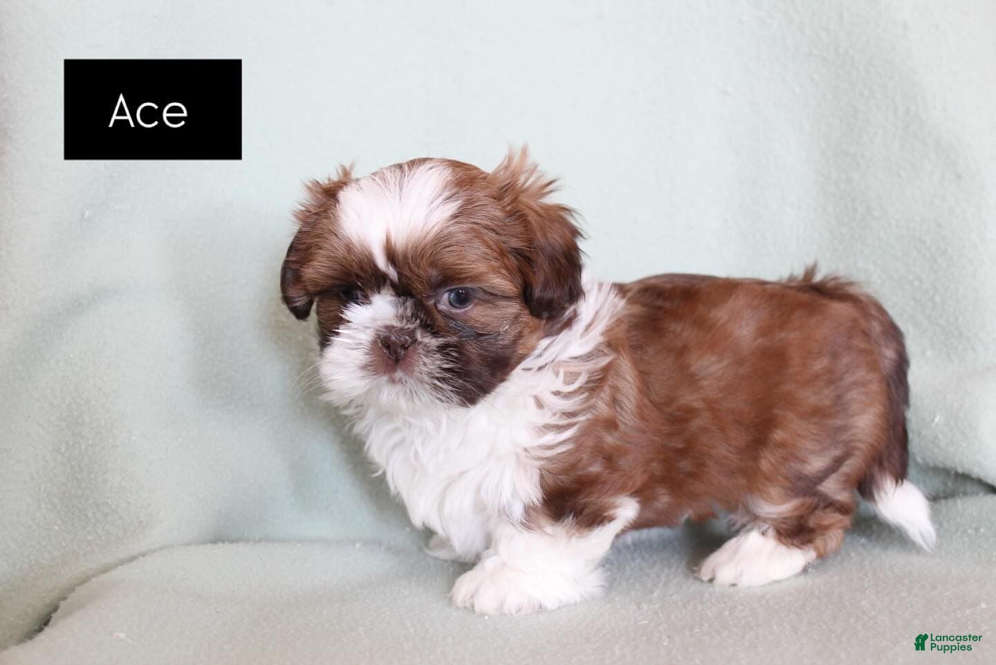 Shih Tzu dogs Ace - Ad 4