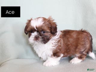 Shih Tzu dogs Ace - Ad 14