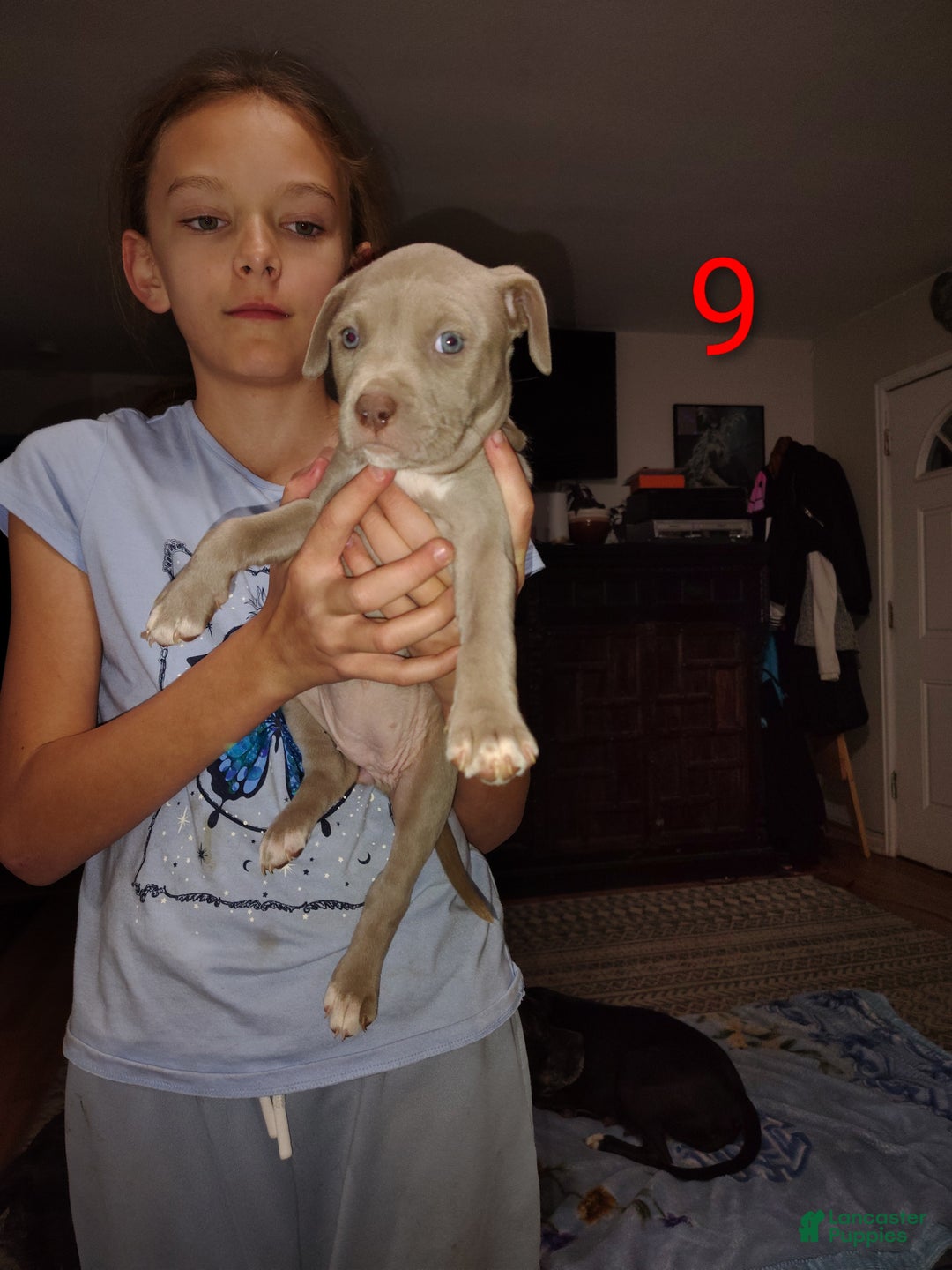 American Pit Bull Terrier dogs for sale: American Pit Bull Terrier Puppy 1 - Ad 3