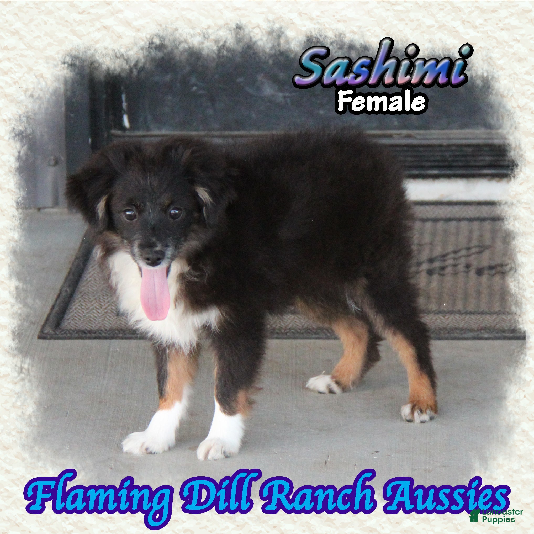 Toy Australian Shepherd dogs for sale: Sashimi - Ad 2