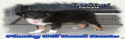 Toy Australian Shepherd dogs for sale: Sashimi - Ad 2