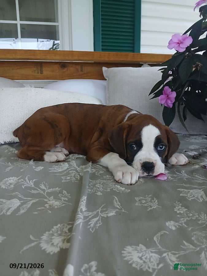 Boxer dogs Arthur - Ad 2