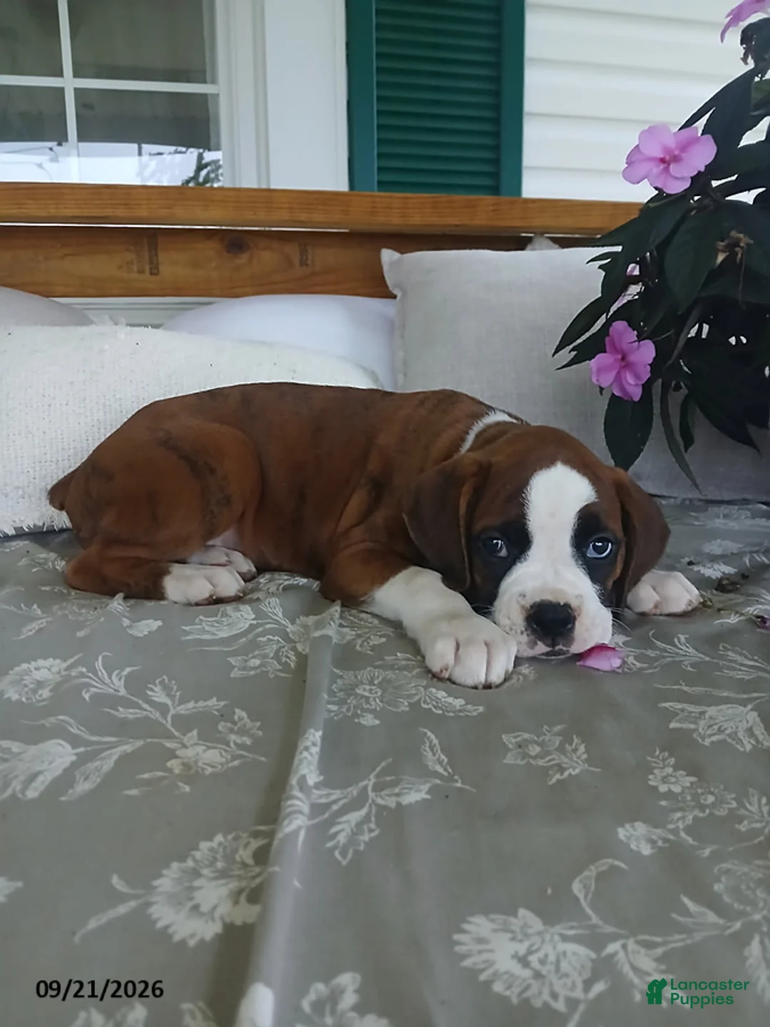 Boxer dogs for sale: Arthur - Ad 2
