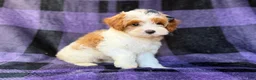 Cavapoo dogs for sale: Sugar - Ad 5