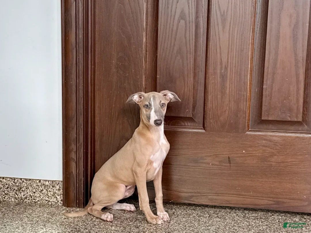 Italian Greyhound dogs for sale: Derek - Ad 3