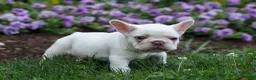 French Bulldog dogs for sale:  Fiona Rose🎀 - Ad 12
