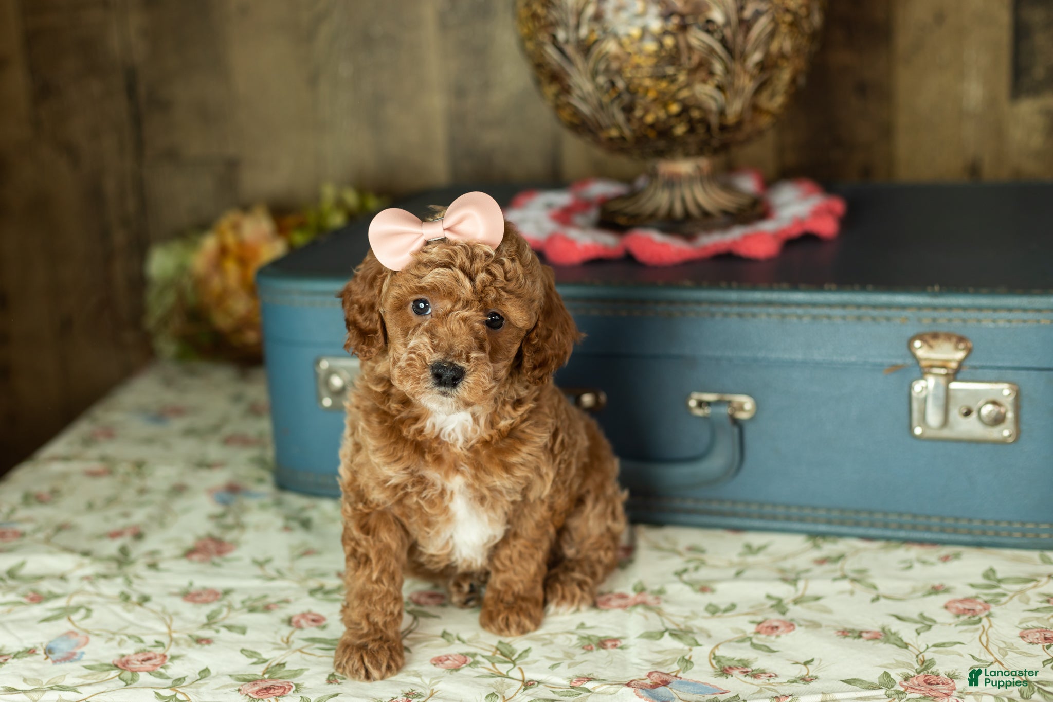 Mixed Breed dogs Elise - Ad 10