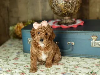 Mixed Breed dogs Elise - Ad 10