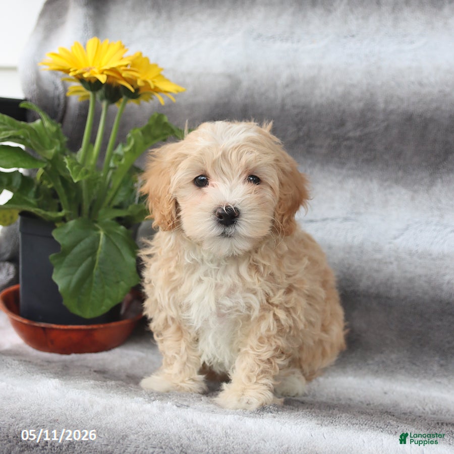 Maltipoo dogs for sale: Skippy - Ad 2