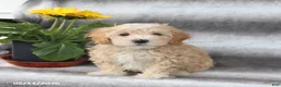 Maltipoo dogs for sale: Skippy - Ad 1