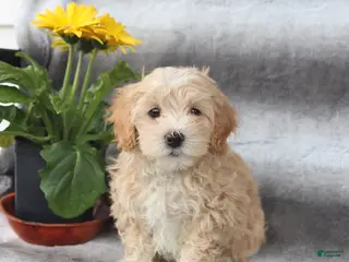 Maltipoo dogs for sale: Skippy - Ad 2