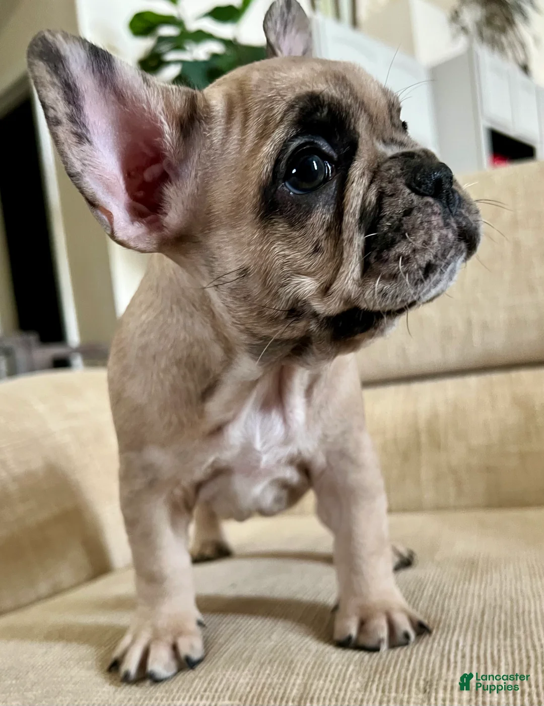 French Bulldog dogs for sale: Grace - Ad 5