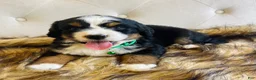 Bernedoodle dogs for sale: Jameson - Ultra Bernedoodle  - Ad 5