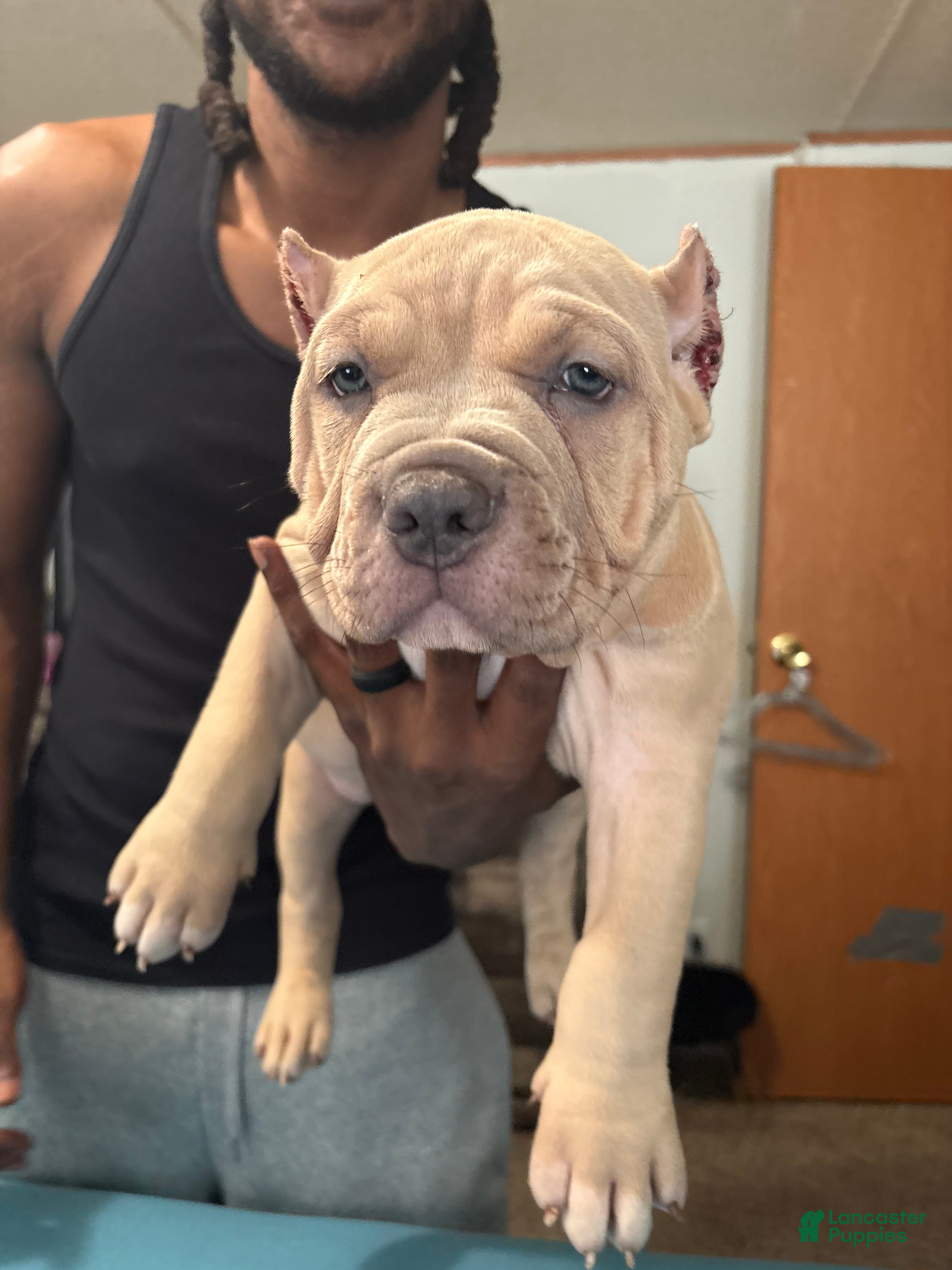 American Bully dogs UKC American Bully Puppy  - Ad 37