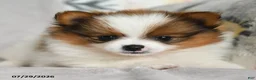 Pomeranian dogs for sale: Brittany - Ad 4