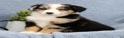 Australian Shepherd dogs for sale: Luke - Ad 3