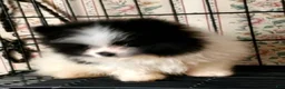 Pomeranian dogs for sale: Akc Buzz - Ad 7