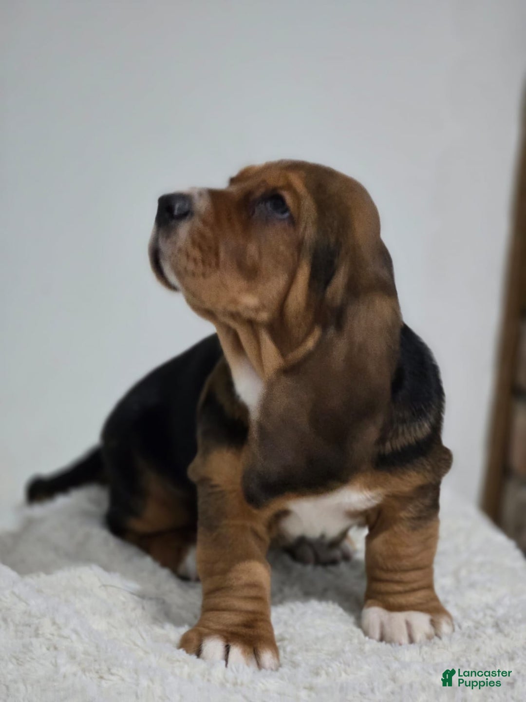 Basset Hound dogs for sale: Cookie - Ad 2