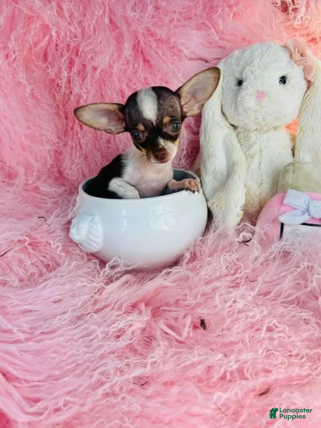 Chihuahua dogs for sale: Chihuahua 1 - Ad 2