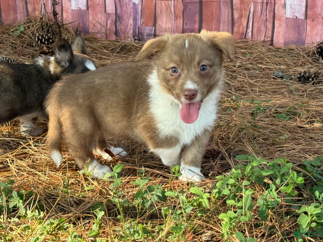 Mixed Breed dogs for sale: Orange collar boy - Ad 2
