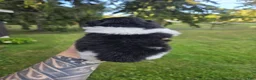 Pekingese dogs for sale: Deja Vu - Ad 5