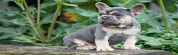French Bulldog dogs for sale: Finley 🐶 - Ad 7
