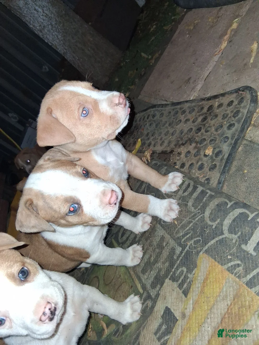 American Pit Bull Terrier dogs for sale: American Pit Bull Terrier 8 - Ad 2