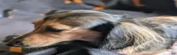 Miniature Dachshund dogs for sale: Sherlock  - Ad 4