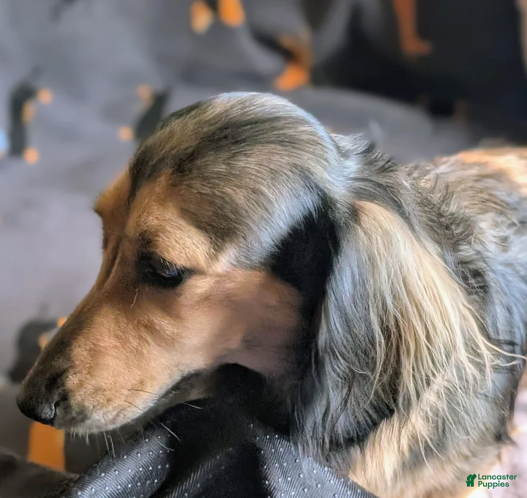 Miniature Dachshund dogs for sale: Watson  - Ad 4