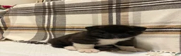Akita dogs for sale: Donni - Ad 7
