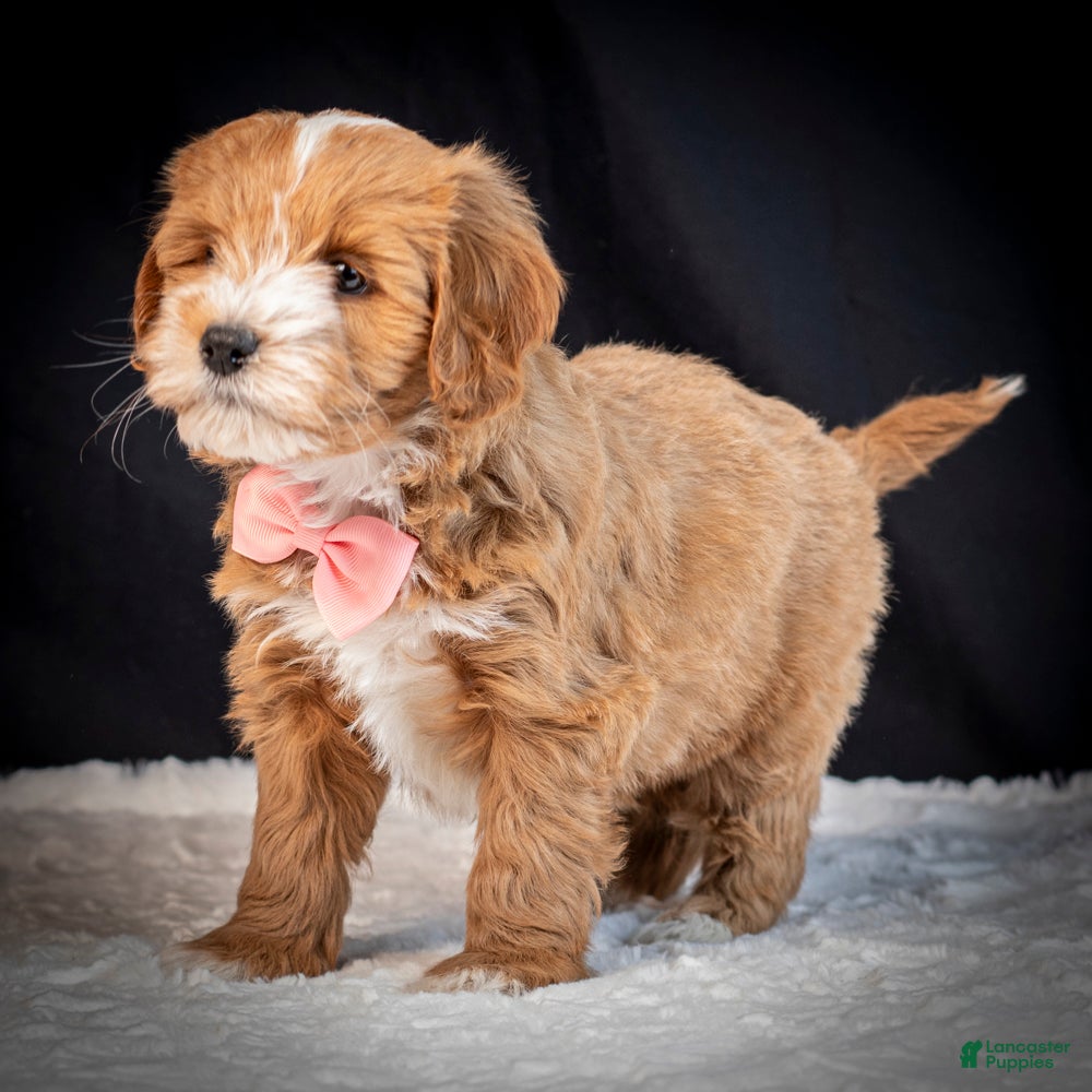 Mini Goldendoodle dogs Bella - Ad 2
