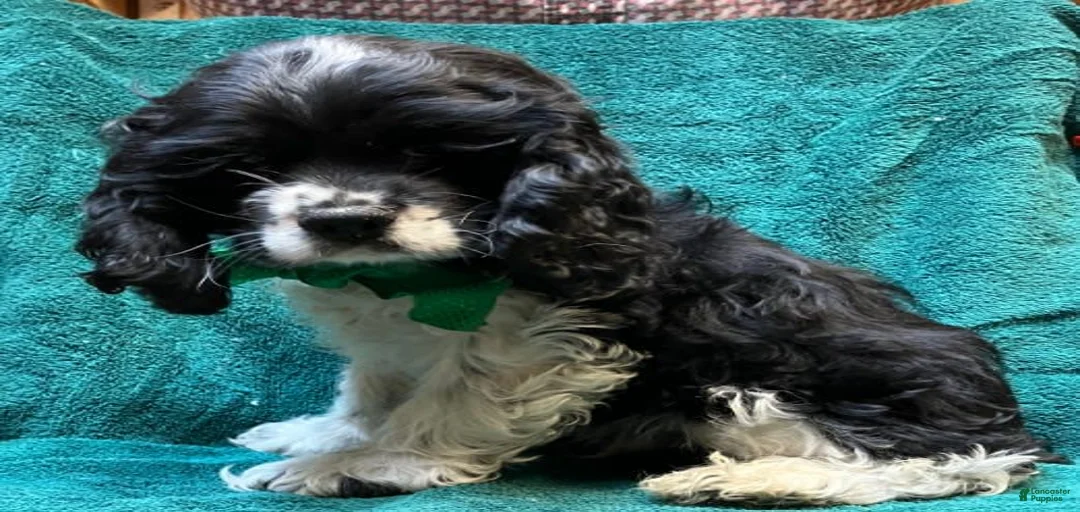 Gallery Image {{count}}