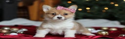 Welsh Corgi Pembroke dogs for sale: Twinkle - Ad 4