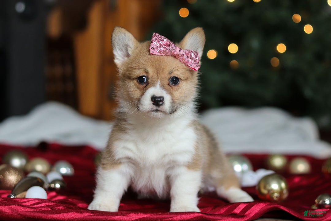 Welsh Corgi Pembroke dogs for sale: Twinkle - Ad 4
