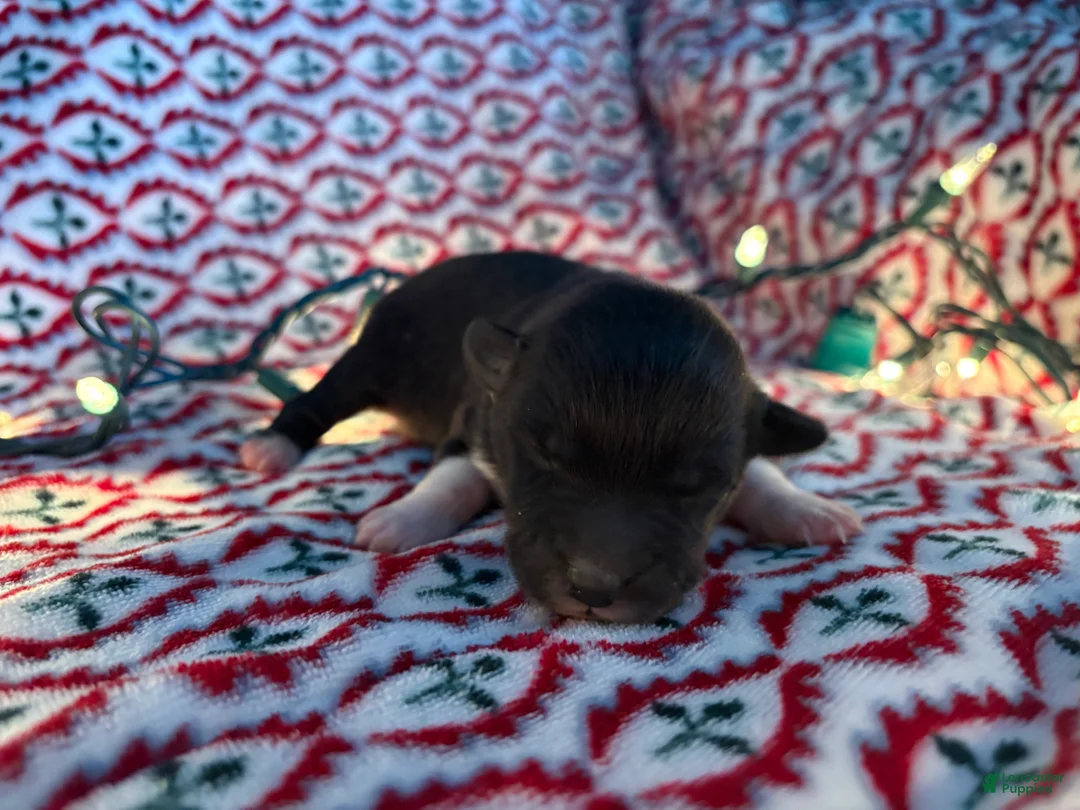 Mixed Breed dogs for sale: little bear  - Ad 2