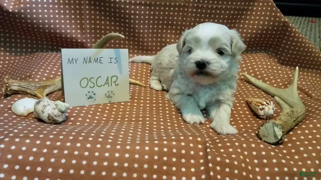 Maltipoo dogs for sale: Oscar - Ad 5