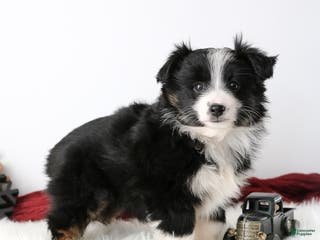 Miniature Australian Shepherd dogs Ribbon - Ad 1