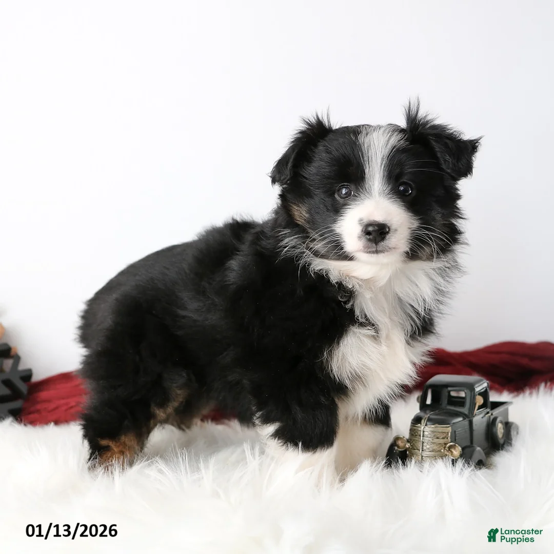 Miniature Australian Shepherd dogs for sale: Ribbon - Ad 1
