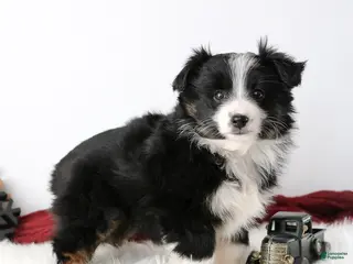 Miniature Australian Shepherd dogs Ribbon - Ad 2