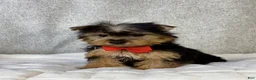 Yorkshire Terrier dogs for sale: Dash - Ad 6
